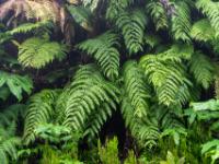 Farne säumen die Straße - Faial